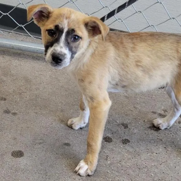 A baby small-sized male Yellow / Tan / Blond / Fawn Mixed Breed dog named Christopher Robbin for adoption in Las Cruces, NM