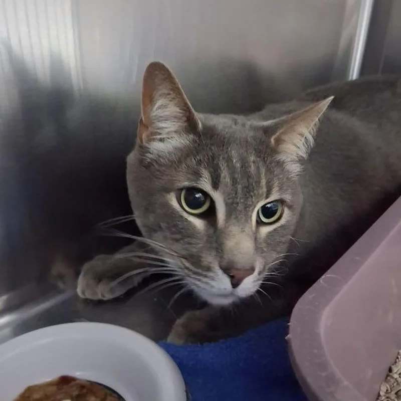 An adult large-sized male Domestic Short Hair cat named Sawyer for adoption in Lake Havasu City, AZ