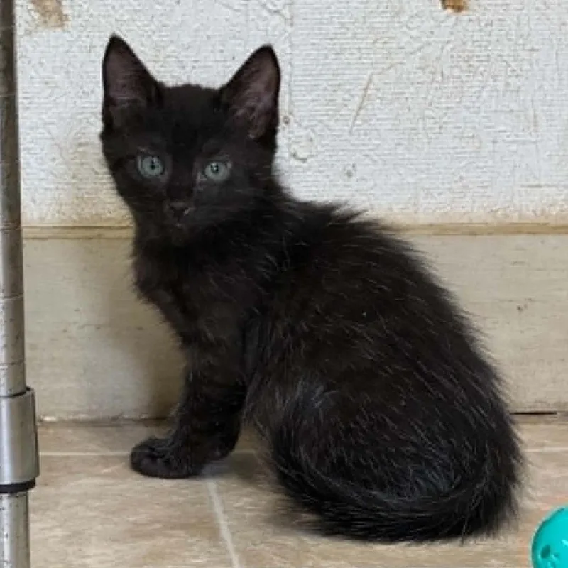 A baby small-sized male Black Domestic Short Hair cat named Milo for adoption in Hamilton, GA