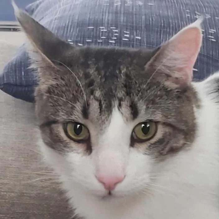 A senior large-sized male Brown / Chocolate Domestic Short Hair cat named Calvin for adoption in Rocky Mount, VA