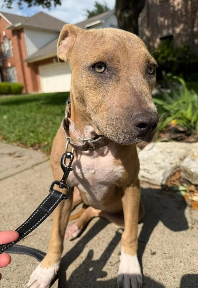 A young medium-sized female Brown / Chocolate American Staffordshire Terrier dog named Harley for adoption in Saugus, MA