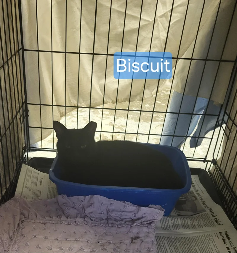 A young small-sized male Domestic Short Hair cat named Biscuit for adoption in Muncie, IN
