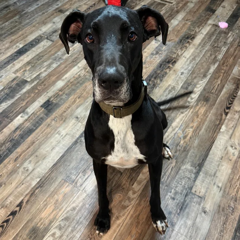An adult small-sized male Black Great Dane dog named Mojo for adoption in Rogersville, MO