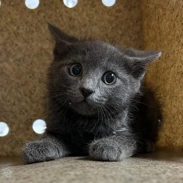 A baby small-sized male Domestic Short Hair cat named Smudge for adoption in Lincolnton, NC