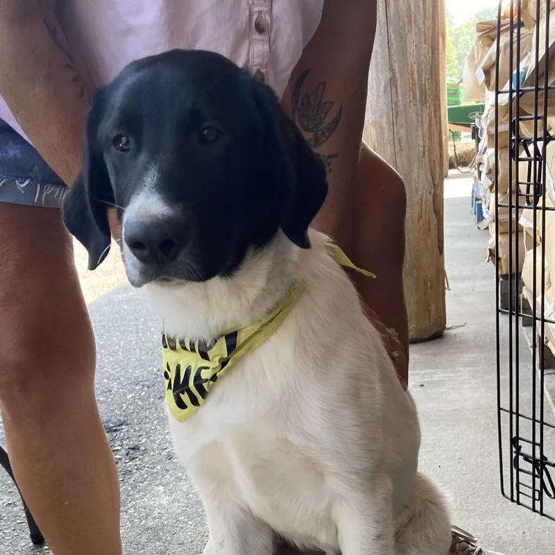Newf