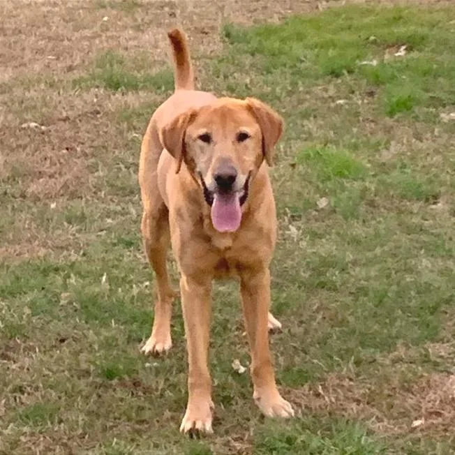 Belly Boops thumbnail 3