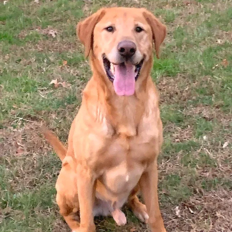 Belly Boops thumbnail 4