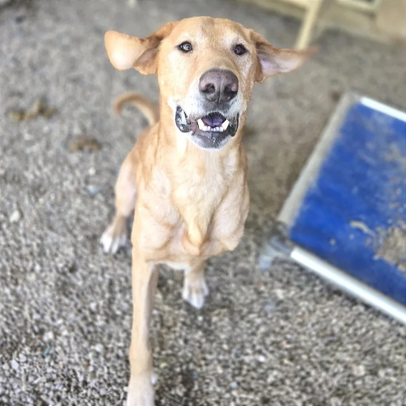 Belly Boops thumbnail 5