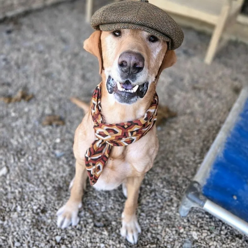 Belly Boops thumbnail 6