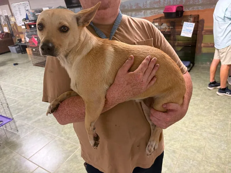 An adult medium-sized female Corgi dog named Lori for adoption in Ada, OK