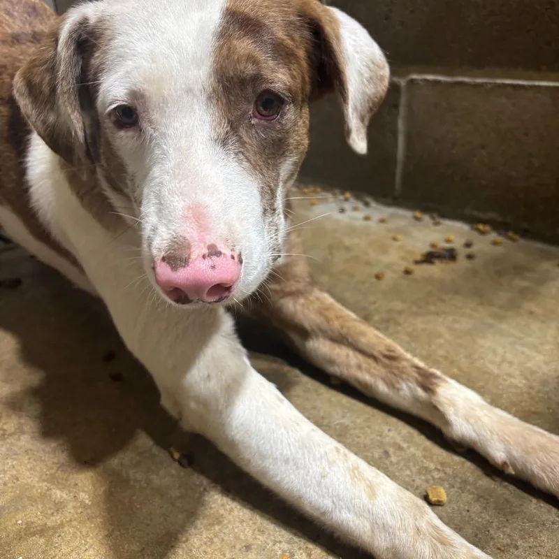 An adult small-sized male Merle (Red) Catahoula Leopard Dog dog named Apple for adoption in Anderson, TX