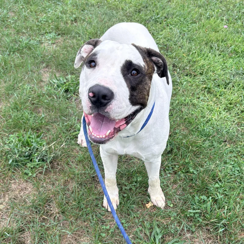 An adult large-sized male White / Cream Pit Bull Terrier dog named Jersey for adoption in Allegan, MI