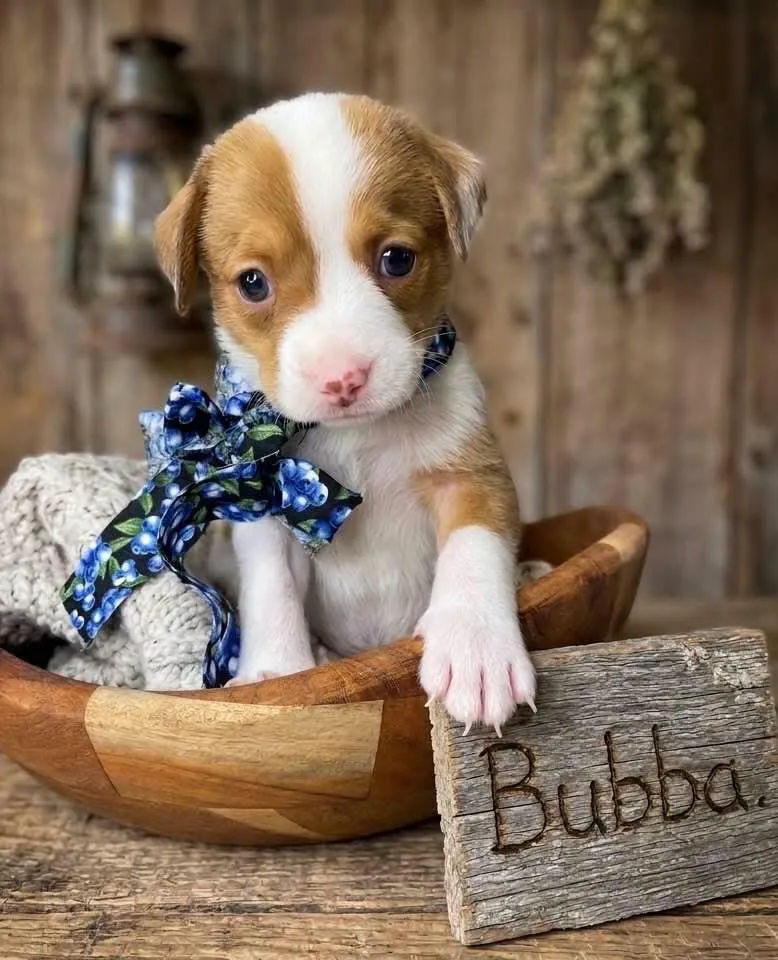 Bubba
