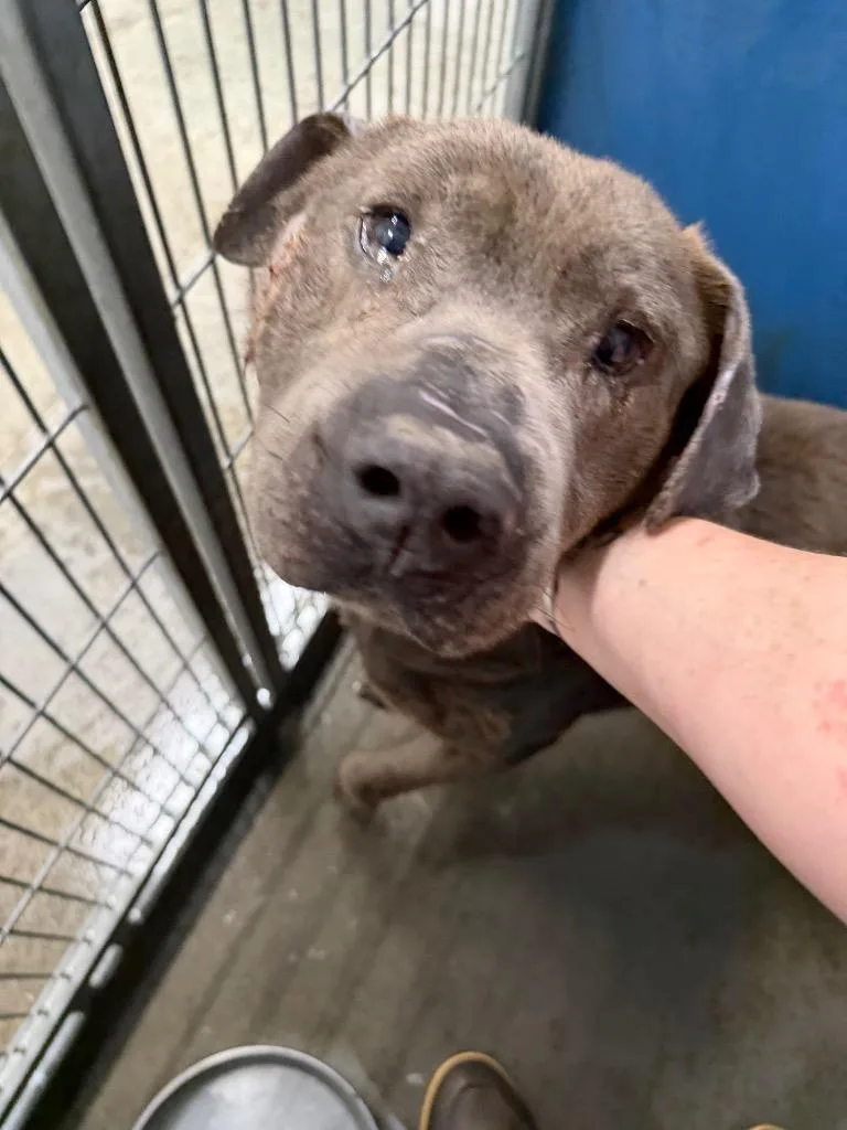 An adult large-sized male Mixed Breed dog named Yogi for adoption in Henderson, NC