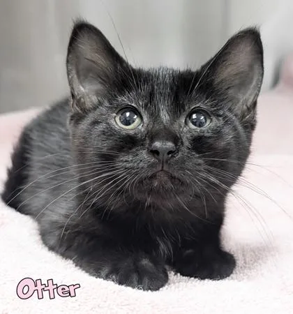 A baby small-sized female Domestic Short Hair cat named Otter for adoption in Mason, MI