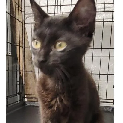 A baby small-sized male Black Domestic Short Hair cat named Terry for adoption in New York, NY