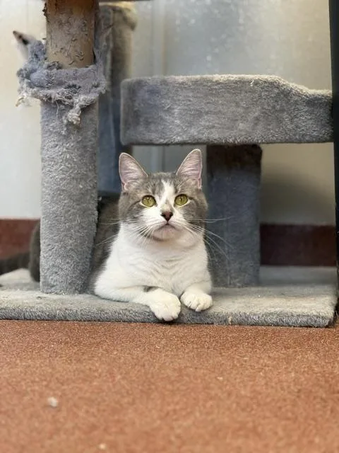 An adult medium-sized female Tabby (Gray / Blue / Silver) Domestic Short Hair cat named Morticia for adoption in Saranac Lake, NY