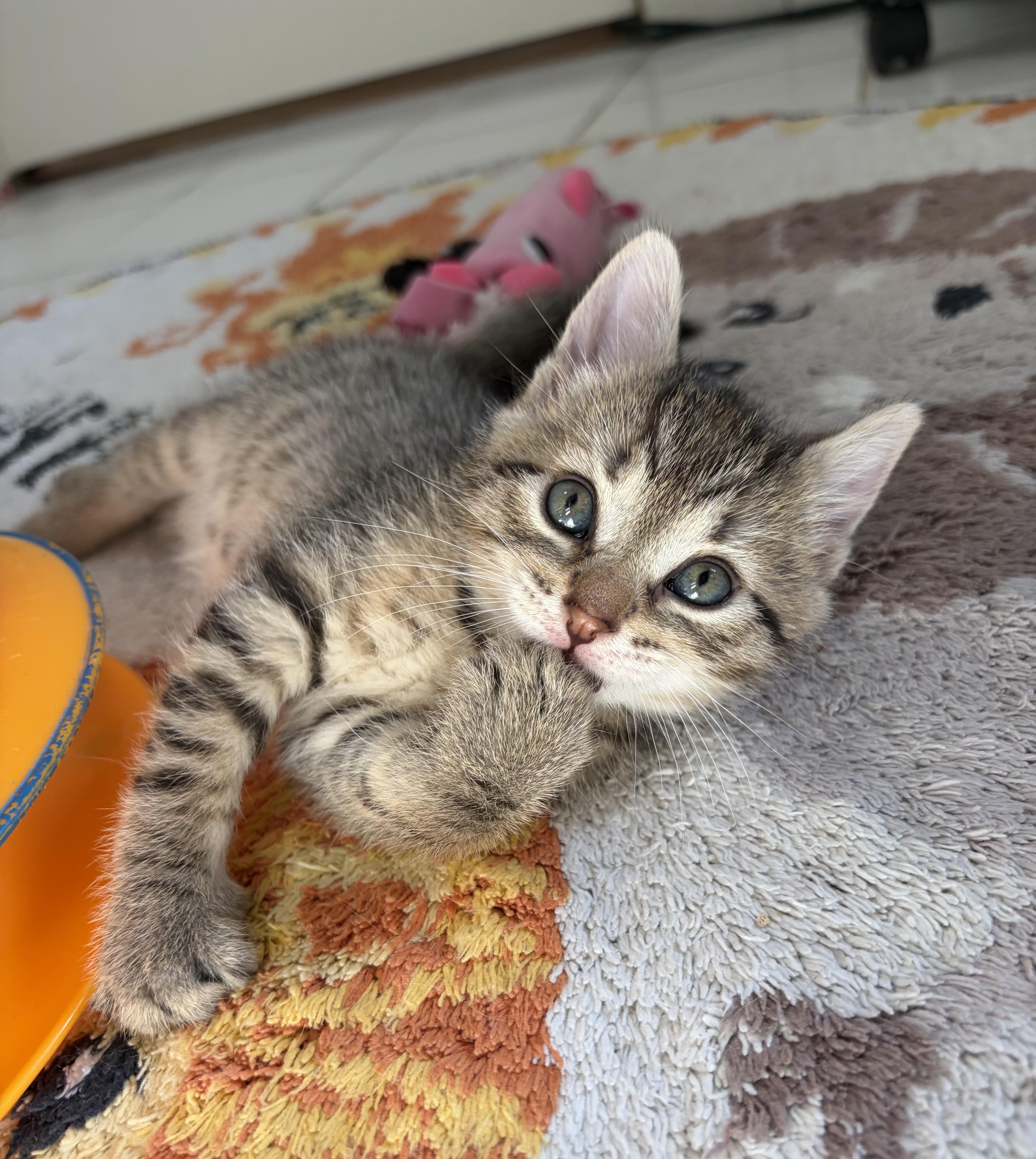 A baby medium-sized male Tabby (Buff / Tan / Fawn) Domestic Short Hair cat named Winston for adoption in Montclair, NJ