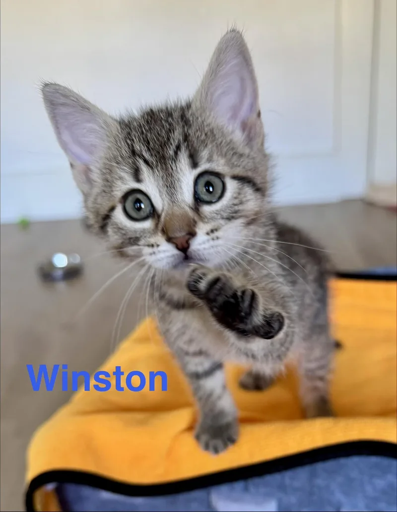 Winston thumbnail 5