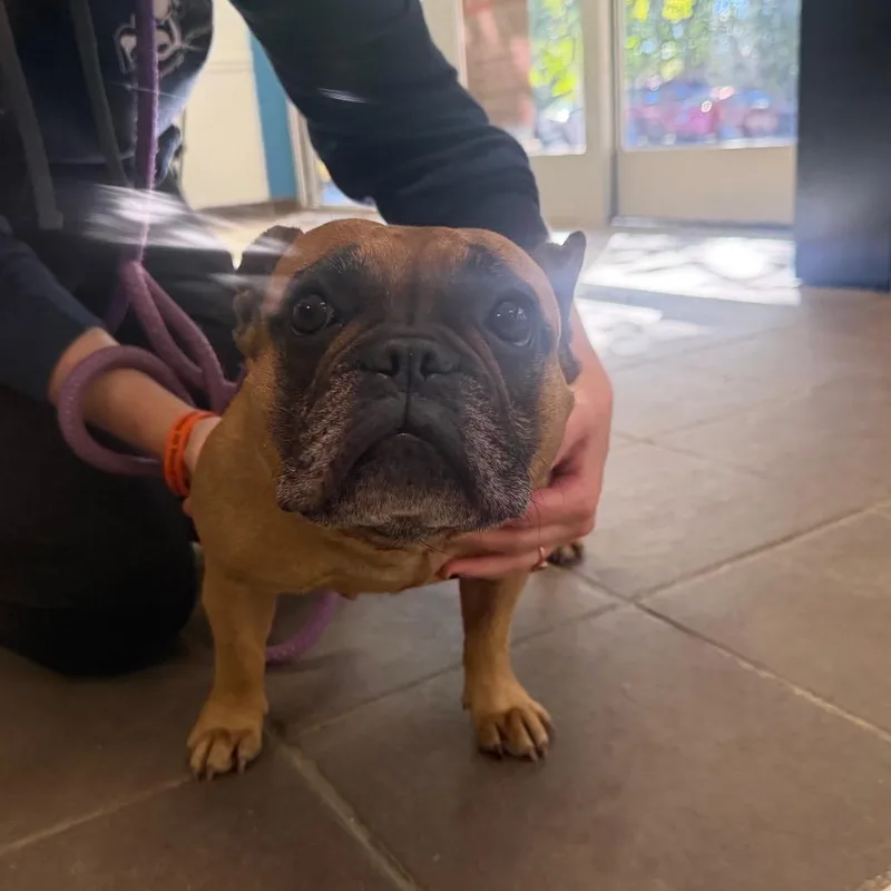 An adult small-sized female Brown / Chocolate Mixed Breed dog named StraythStreetVeteransParkway for adoption in Columbus, GA