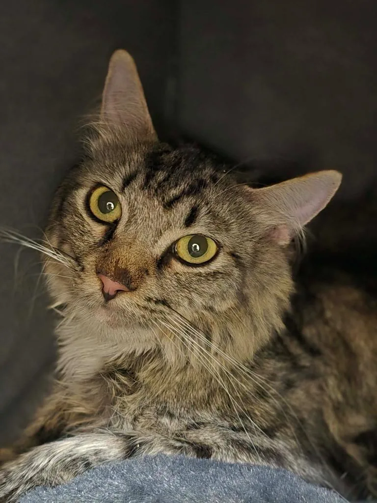 A young medium-sized male Domestic Short Hair cat named Topsy for adoption in Danielsville, GA