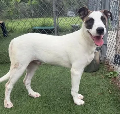 A young medium-sized male Mixed Breed dog named Jerky for adoption in Columbia, SC
