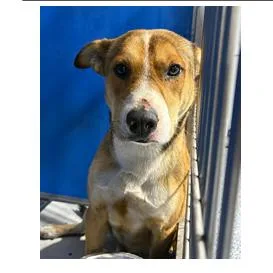 An adult large-sized male Gray / Blue / Silver Mixed Breed dog named Brewsky for adoption in Franklin, NC