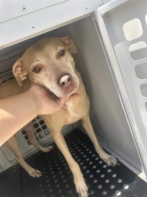 An adult medium-sized female Mixed Breed dog named Mattie for adoption in Palmetto, FL
