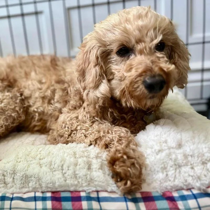 An adult small-sized female Goldendoodle dog named Kamco for adoption in Zionsville, IN