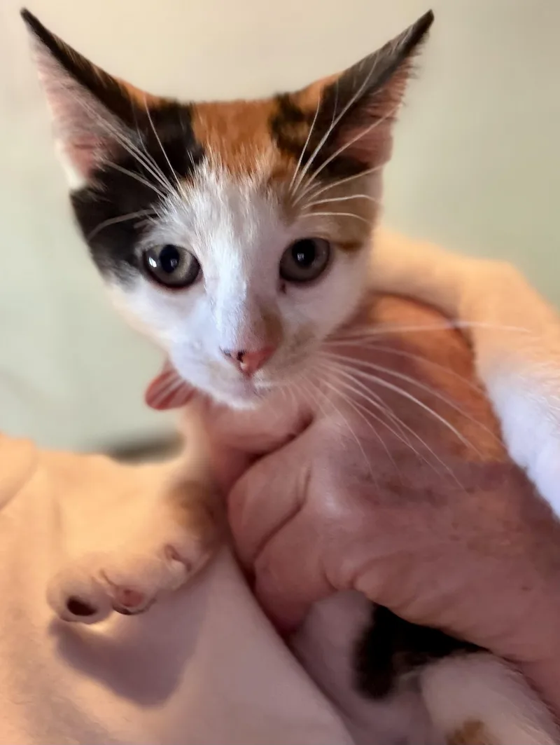 A baby medium-sized female Calico Domestic Short Hair cat named Teeter for adoption in East Amherst, NY