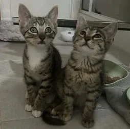 Pepper & Stella thumbnail 2