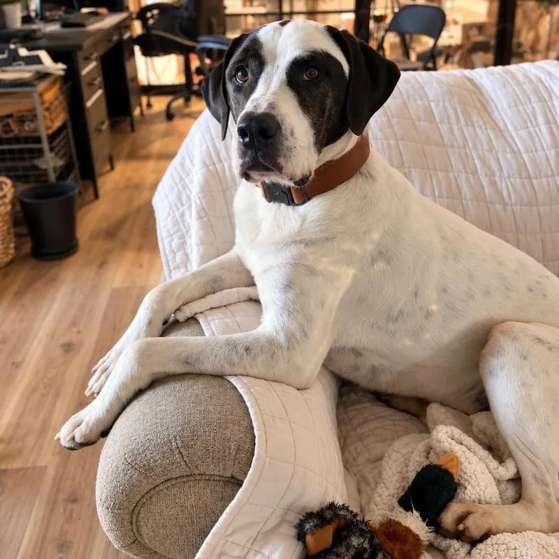 An adult large-sized male Harlequin Pointer dog named Pointer for adoption in Maryville, TN