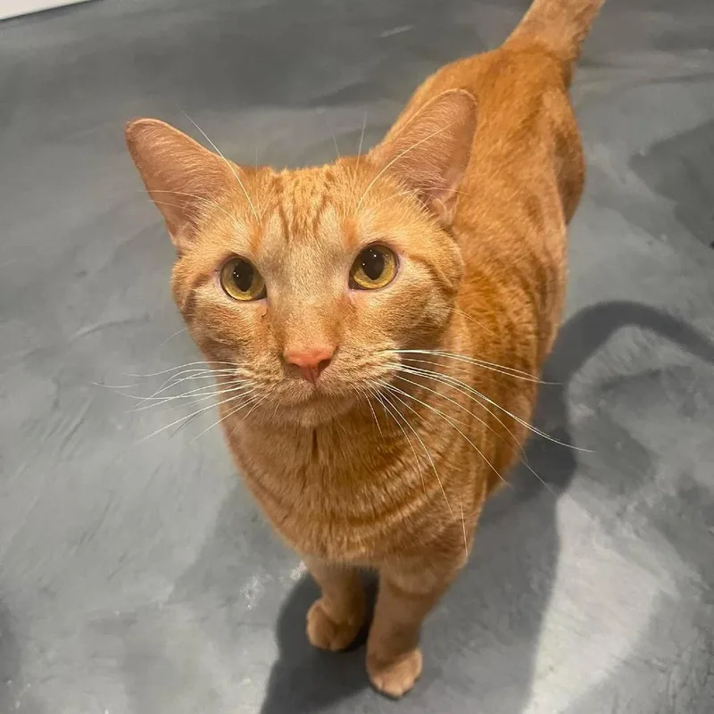 An adult small-sized male Orange / Red Domestic Short Hair cat named Cobb for adoption in Plainfield, IL
