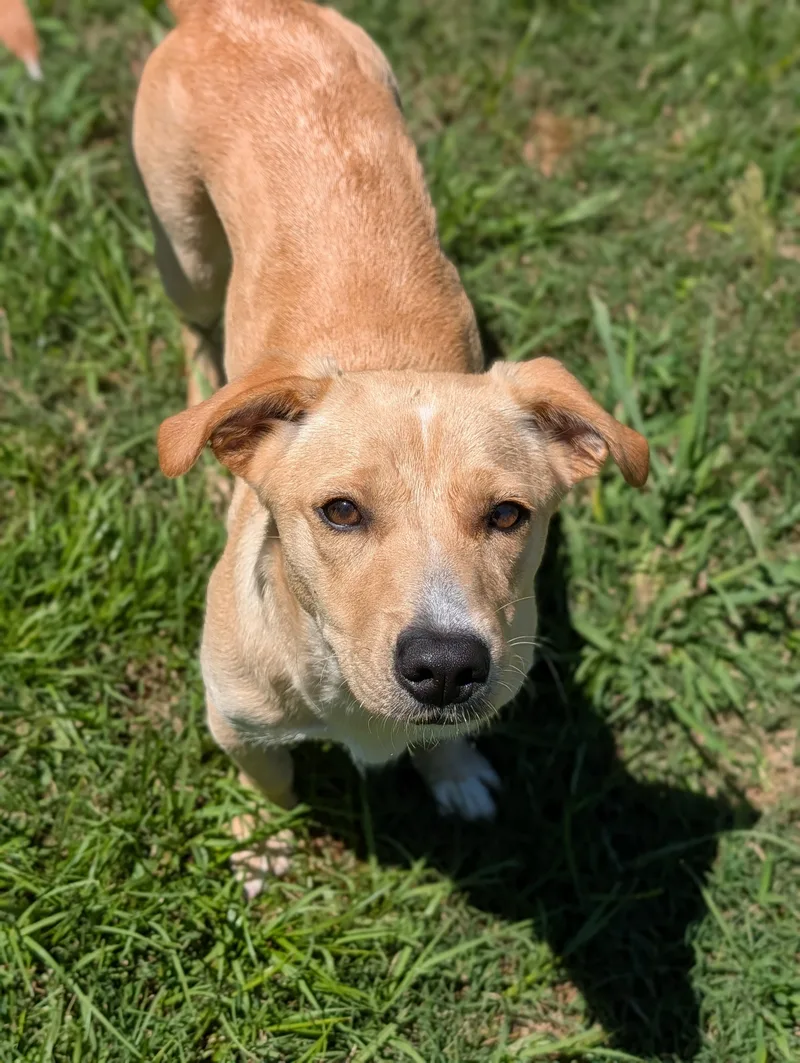 Canela