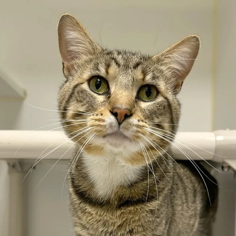 An adult medium-sized male Black Domestic Short Hair cat named Prince for adoption in Woodinville, WA