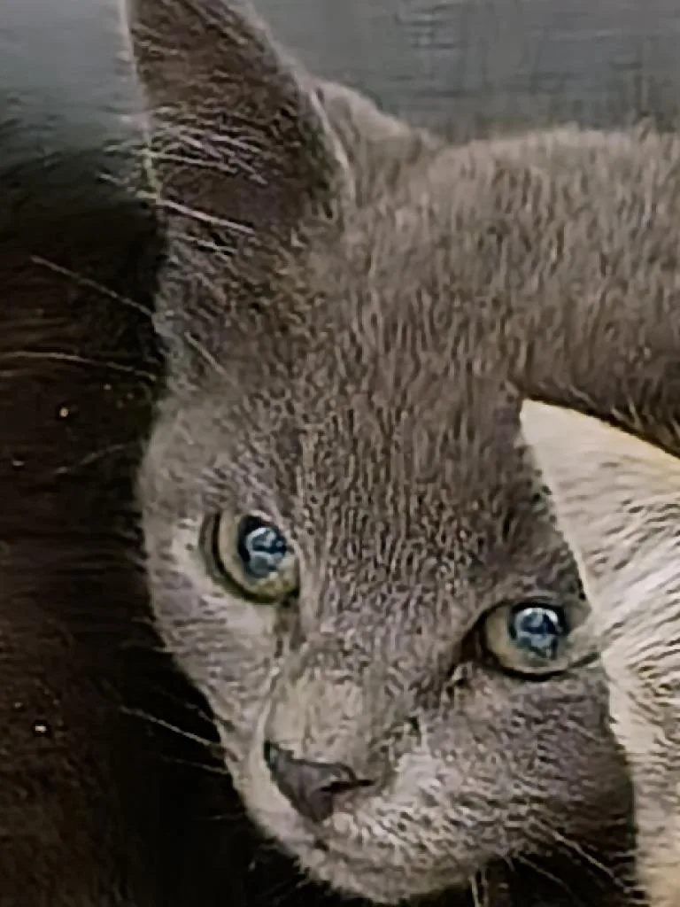 A baby small-sized male Domestic Short Hair cat named Siracha for adoption in Angola, IN