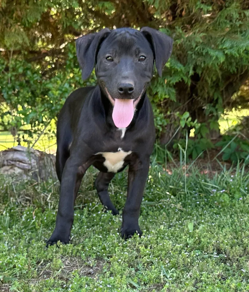 A baby medium-sized male Black Pointer dog named Crackle Cereal for adoption in Andover, MA