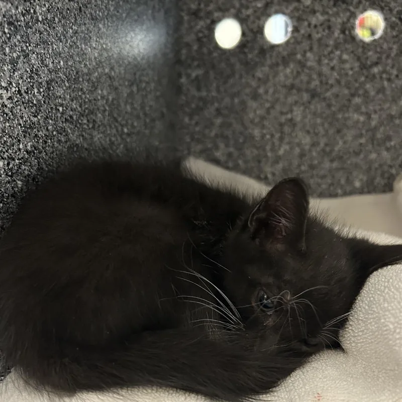 A baby small-sized female Black Domestic Medium Hair cat named Mystic for adoption in League City, TX