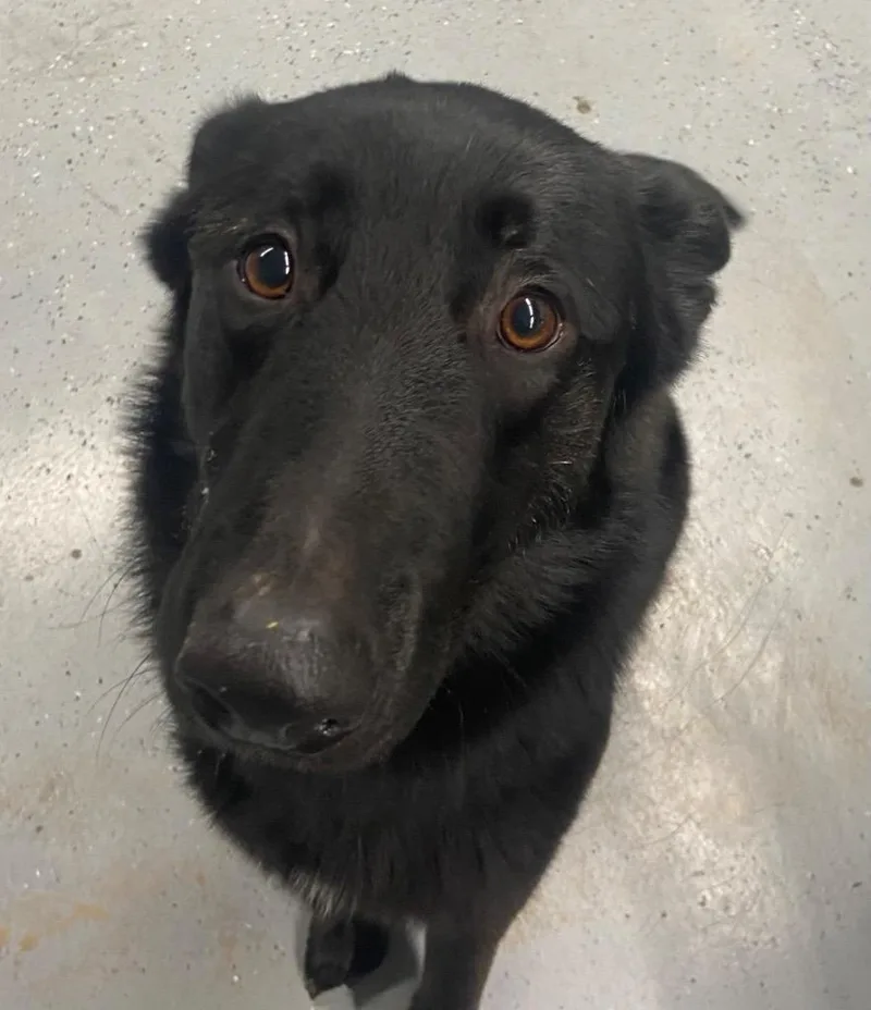 A young large-sized male German Shepherd Dog dog named Ruger for adoption in Beebe, AR