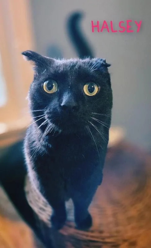 A senior medium-sized female Black Domestic Short Hair cat named Halsey for adoption in Adrian, MI