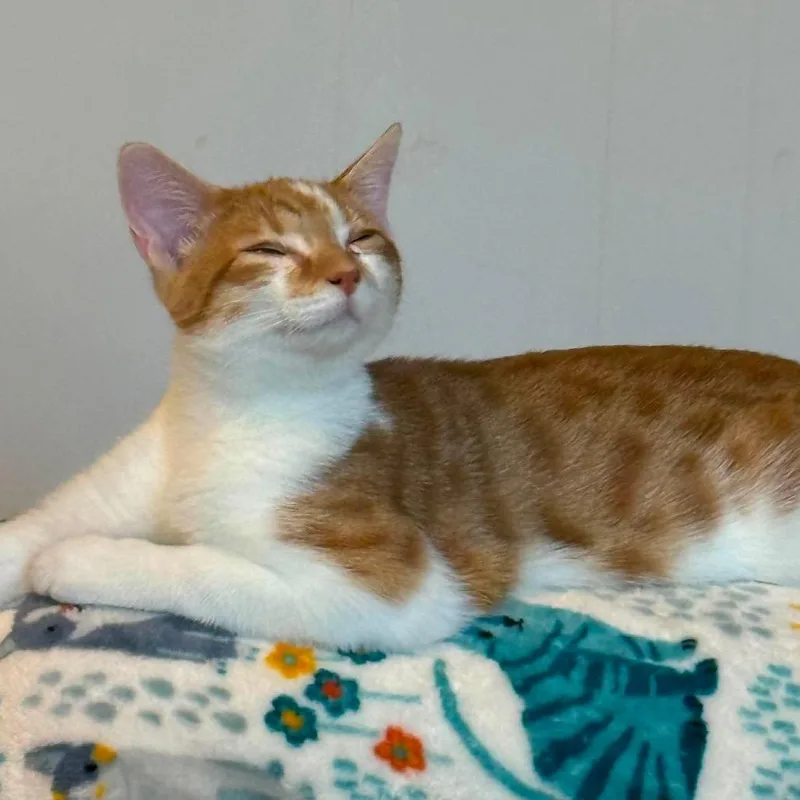 A baby small-sized male Orange / Red Domestic Short Hair cat named Apricot Carter for adoption in Eagle Mountain, UT