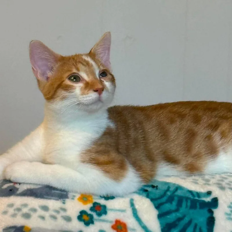 Apricot Carter thumbnail 2
