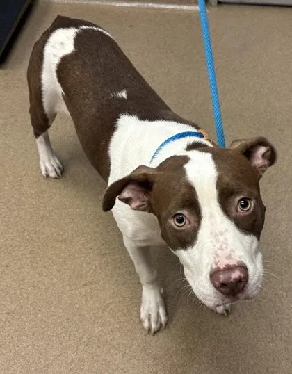 A young large-sized male Mixed Breed dog named Parsley for adoption in Chamblee, GA