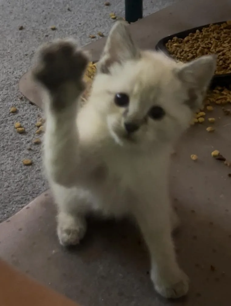 Snowball