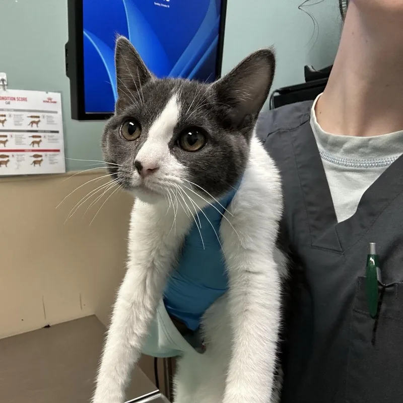 A baby small-sized female Domestic Short Hair cat named Andromeda for adoption in Tacoma, WA