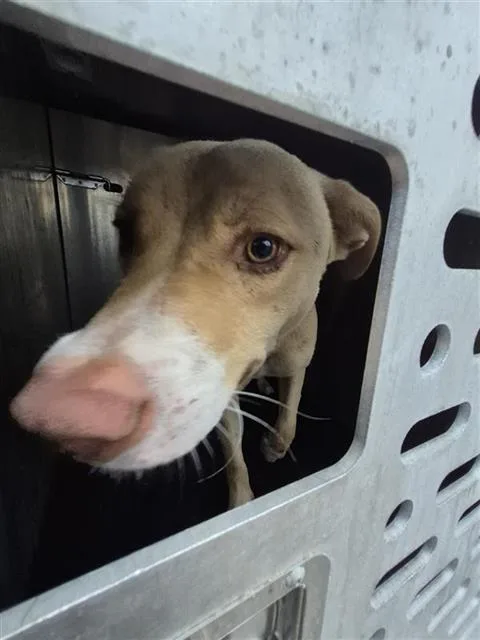A young medium-sized male American Staffordshire Terrier dog named Bobby for adoption in San Antonio, TX