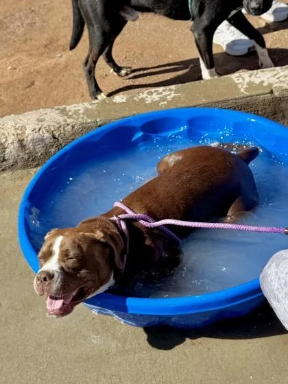 A baby medium-sized female Pit Bull Terrier dog named Affogato for adoption in El Paso, TX