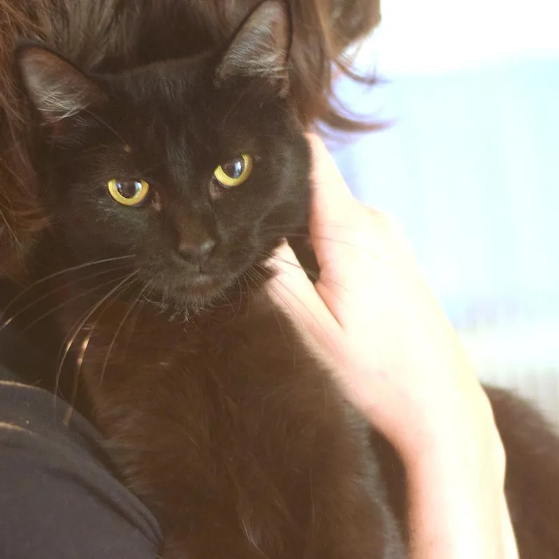 An adult medium-sized female Domestic Short Hair cat named Taylor for adoption in Belleville, IL