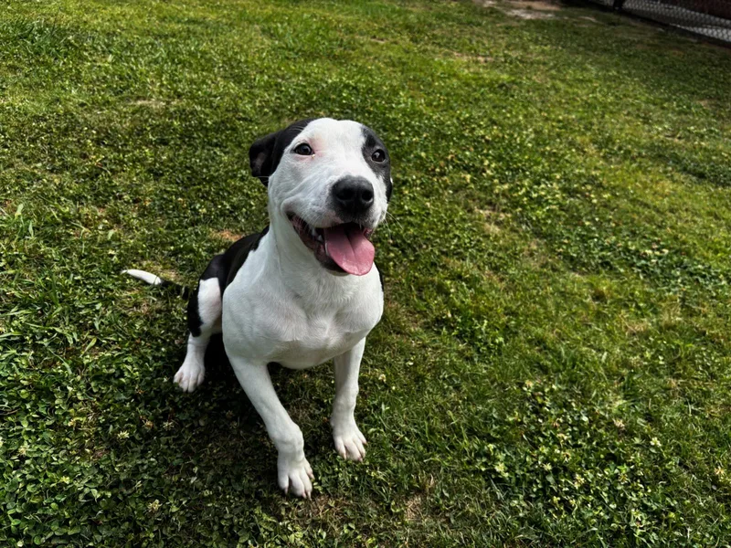 An adult medium-sized female Pit Bull Terrier dog named Lily for adoption in Appling, GA