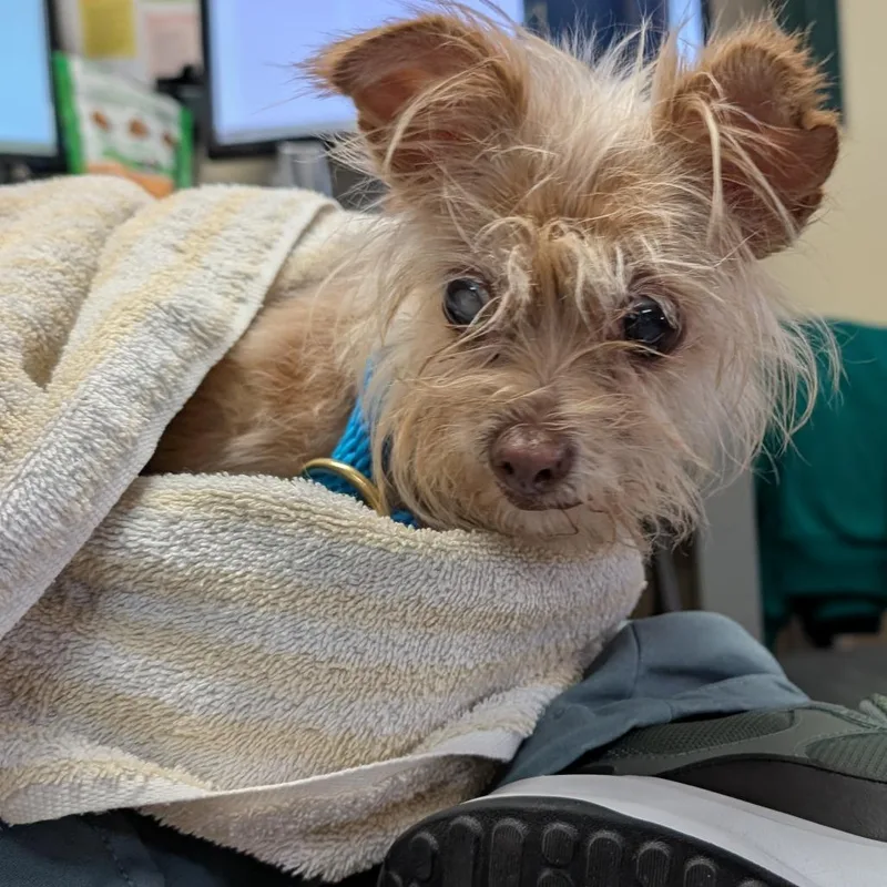 A senior small-sized female Yellow / Tan / Blond / Fawn Yorkshire Terrier dog named Name Unknown for adoption in Pasadena, CA
